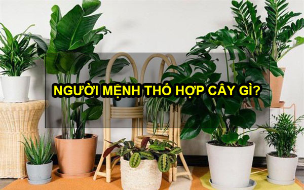 nguoi-menh-tho-hop-cay-gi